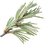 Cedar