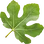 Fig leaf