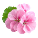 Geranium