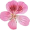 Geranium