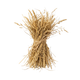 Hay
