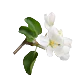 Hedione