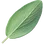 Sage