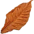 Tobacco leaf
