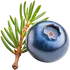 Juniper