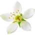 Tunisian orange blossom