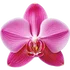 Orchid