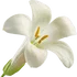 Tuberose