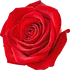 Turkish Rose