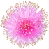 Mimosa