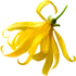Ylang-Ylang
