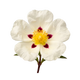 Labdanum