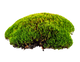 Moss