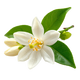 Neroli