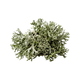 Oakmoss