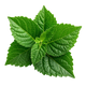 Indonesian patchouli