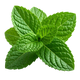 Peppermint