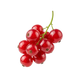 Red Berries