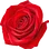 Rose absolute