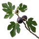 Fig Tree