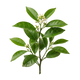 petitgrain